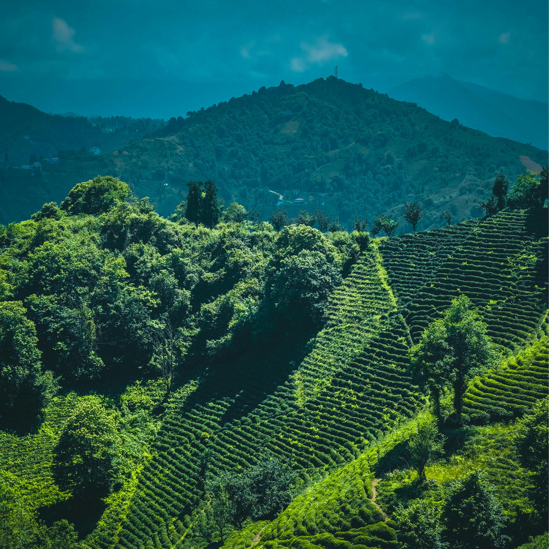 The Fascinating History of Tea: From Ancient Dynasties to Your Modern Cup